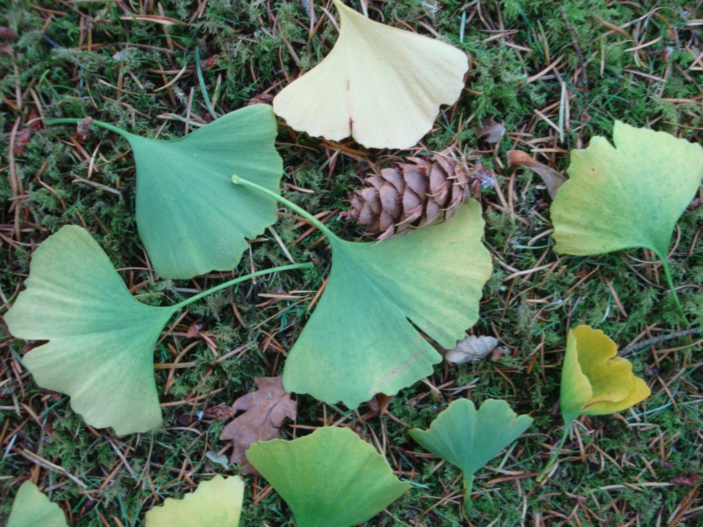 Ginkgo leaves